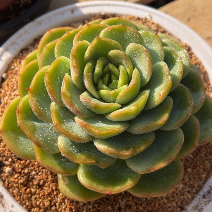 伊***琳宝宝绿 单头 多肉植物