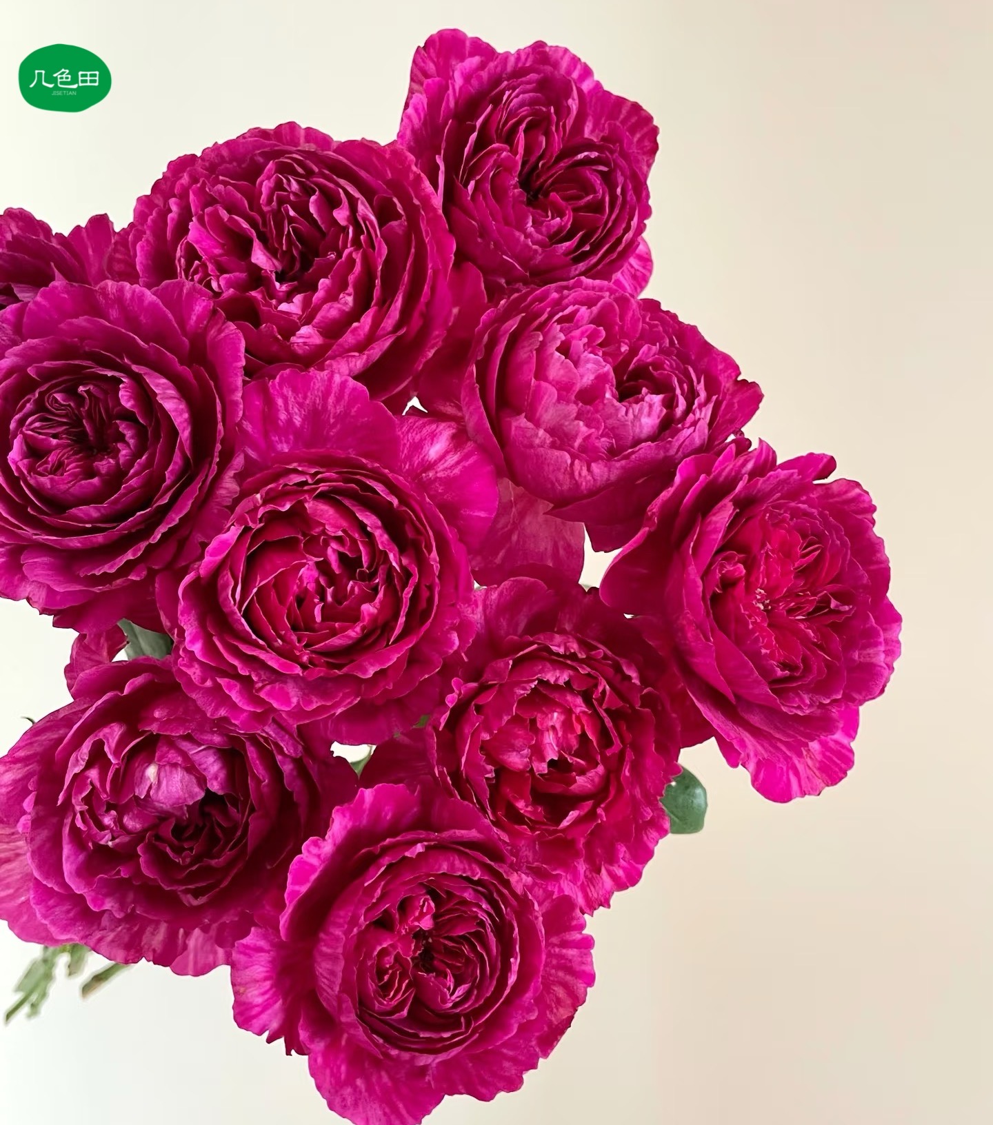 单头真彩----稀有单头玫瑰云南直发鲜花云南花插花鲜花