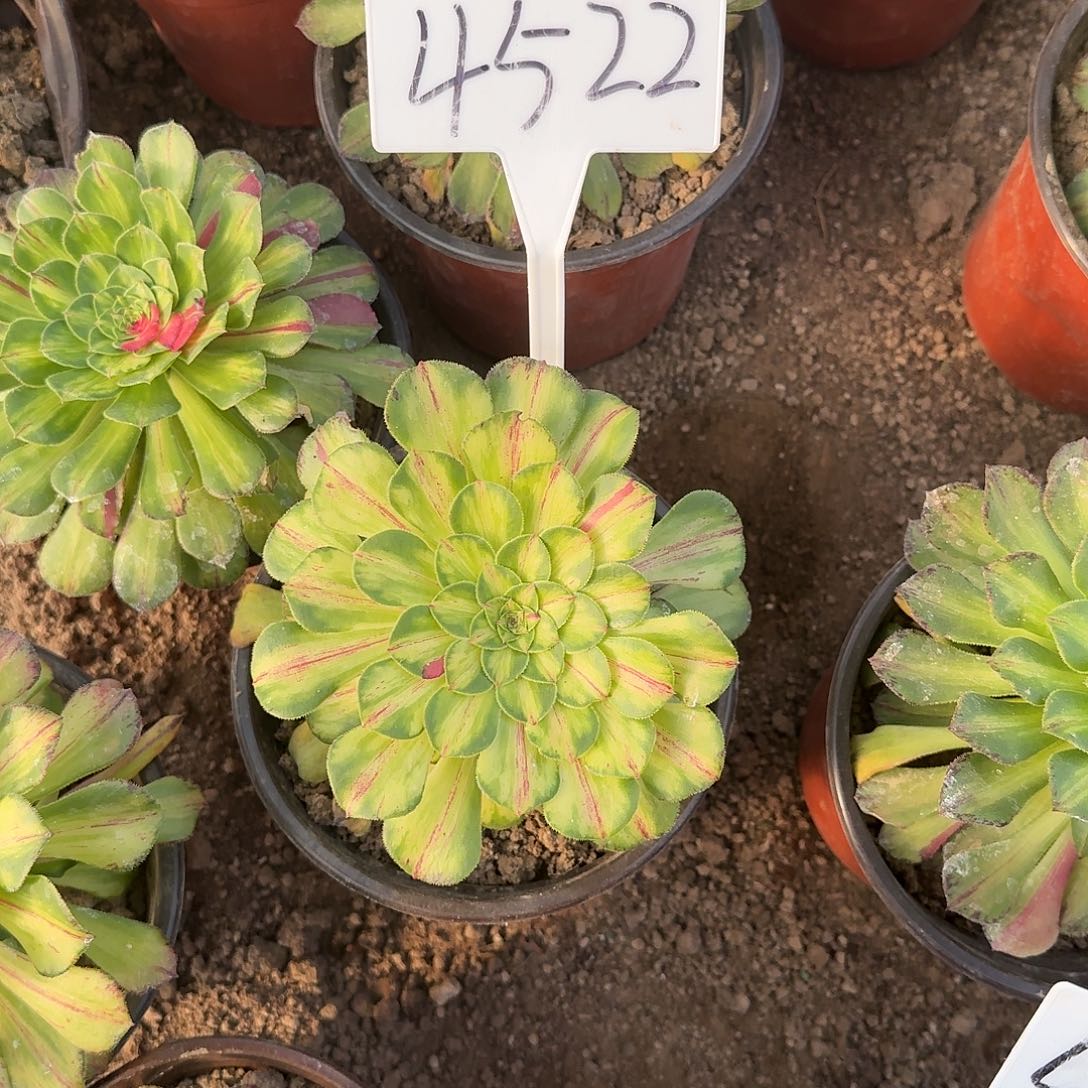 4522知否多肉法师多肉