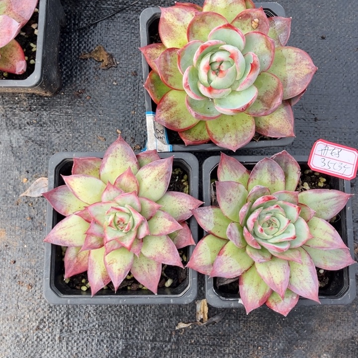 冉***妈惊鸿仙子多肉十二厘米盆