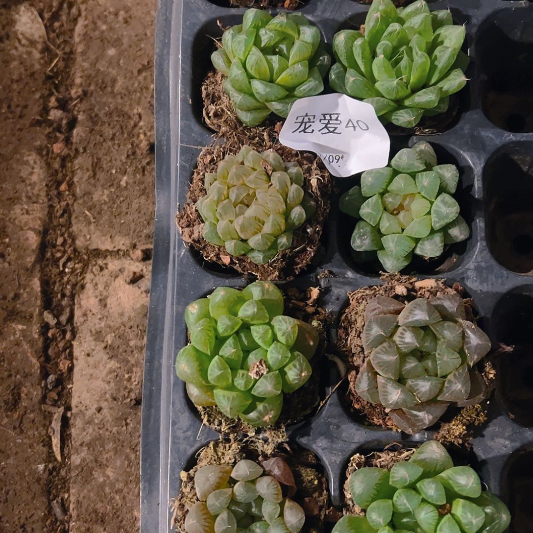 直播福利一物一拍40