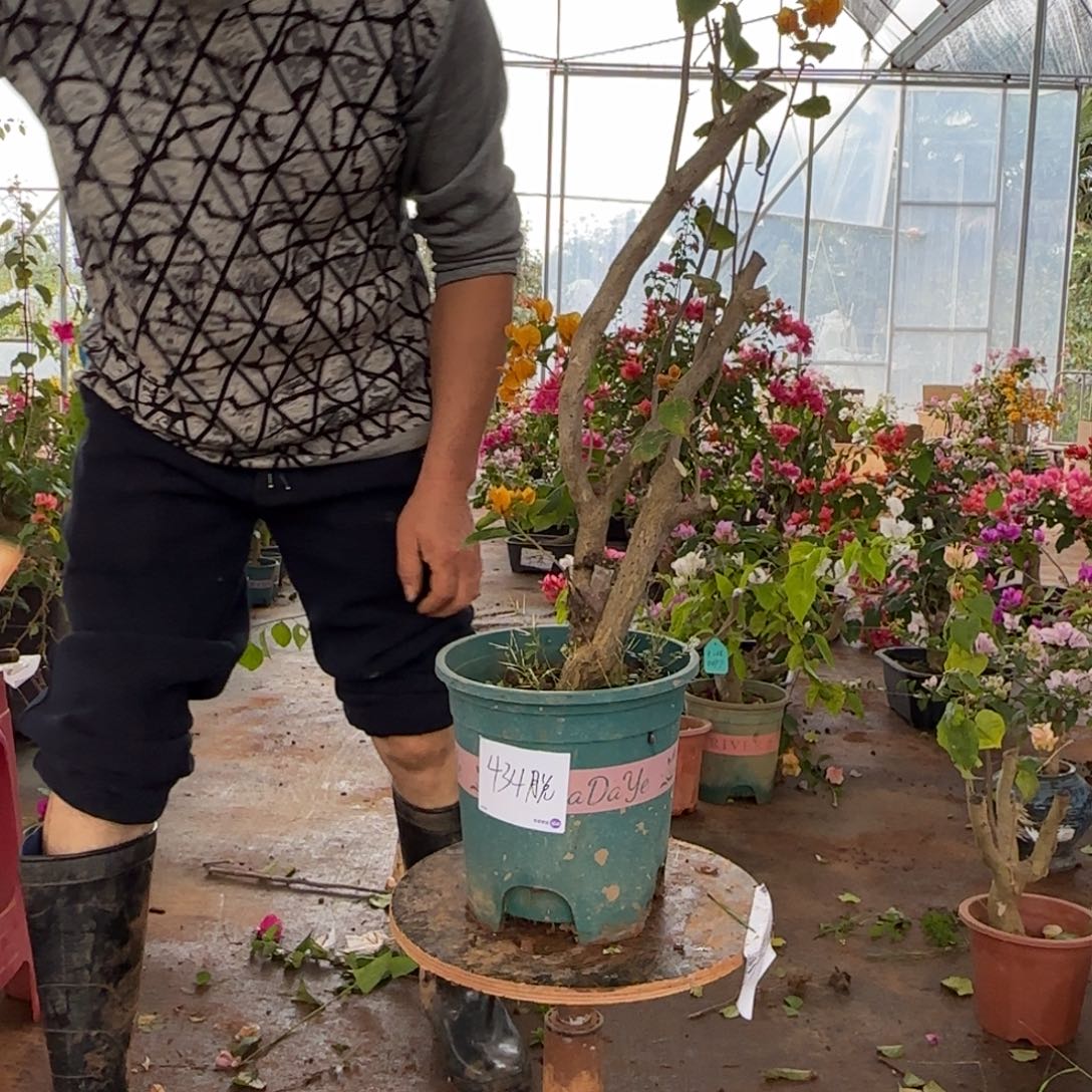 大部分花苞少量开放柠檬黄434脱