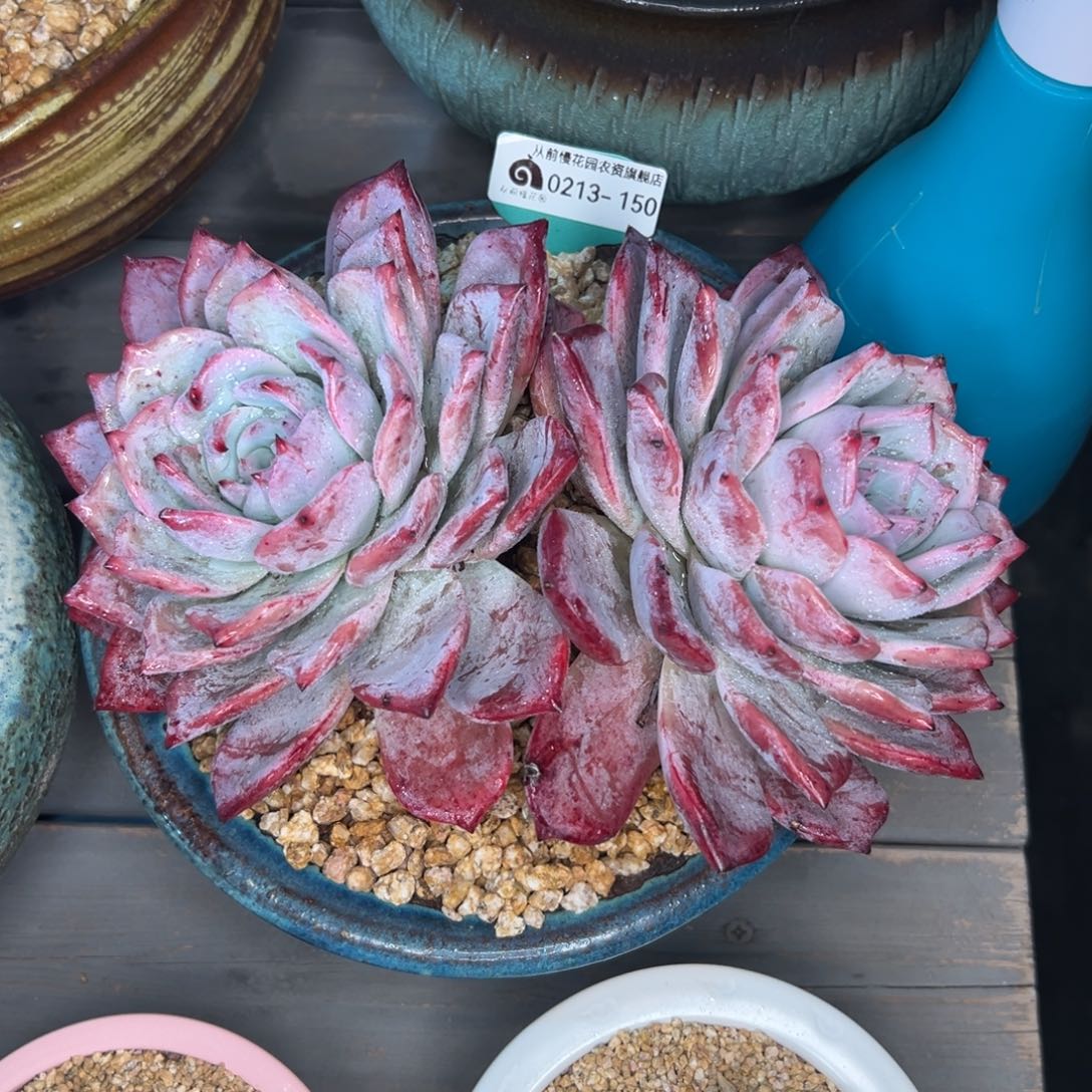 多肉一物一拍0213-150