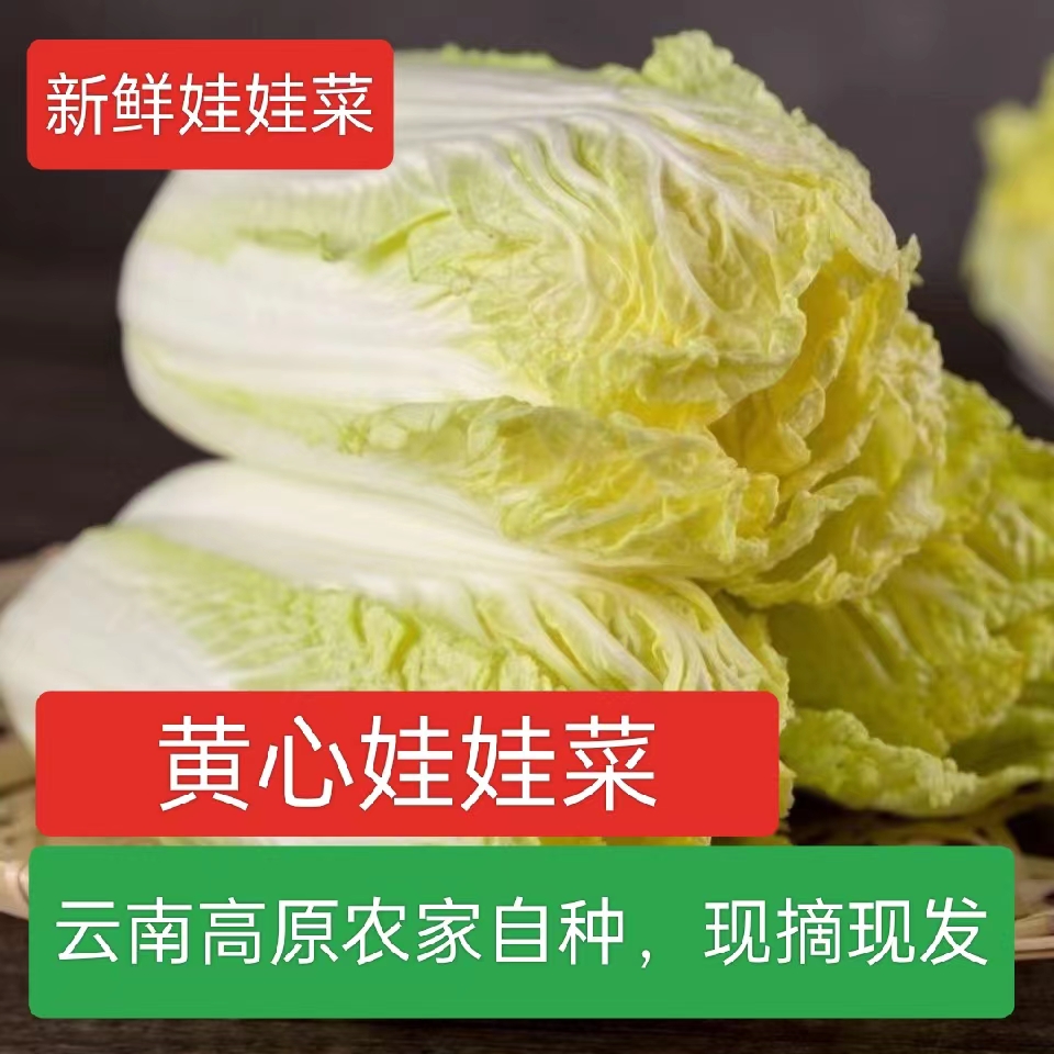 黄心娃娃菜高山娃娃菜新鲜生吃鲜嫩脆甜火锅菜黄心新鲜蔬菜农家菜