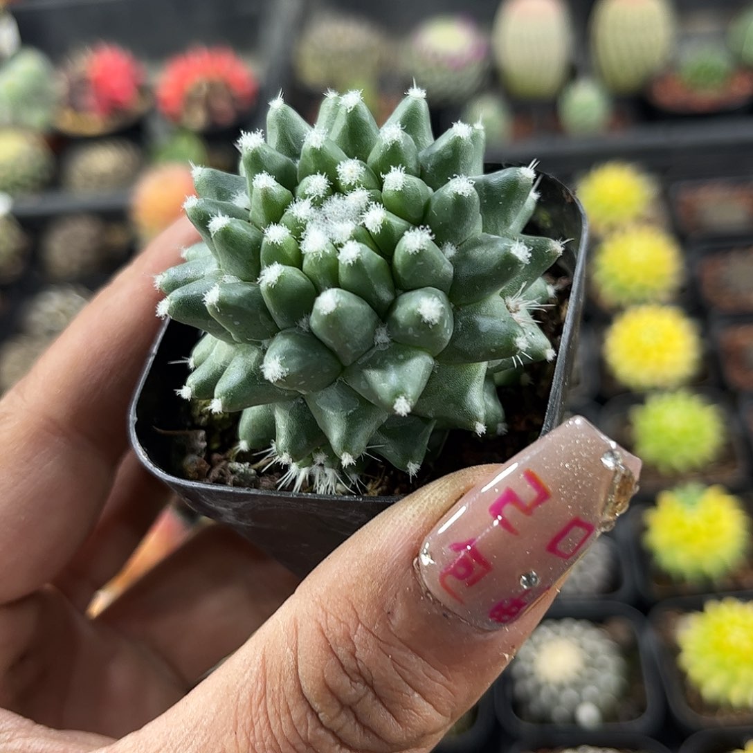 雪糕单头发货单头发货