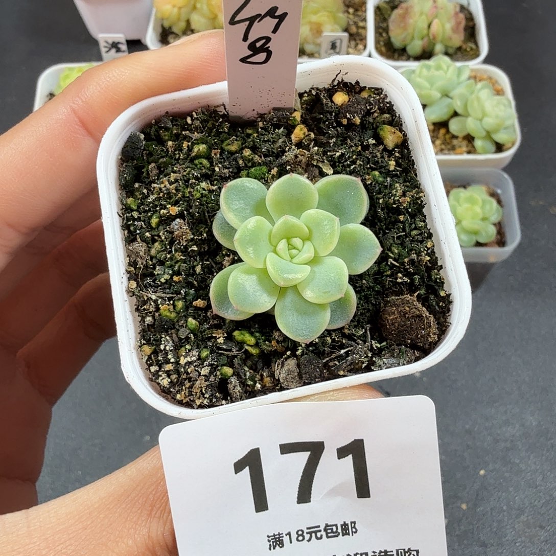 甜心竹马一物一拍171