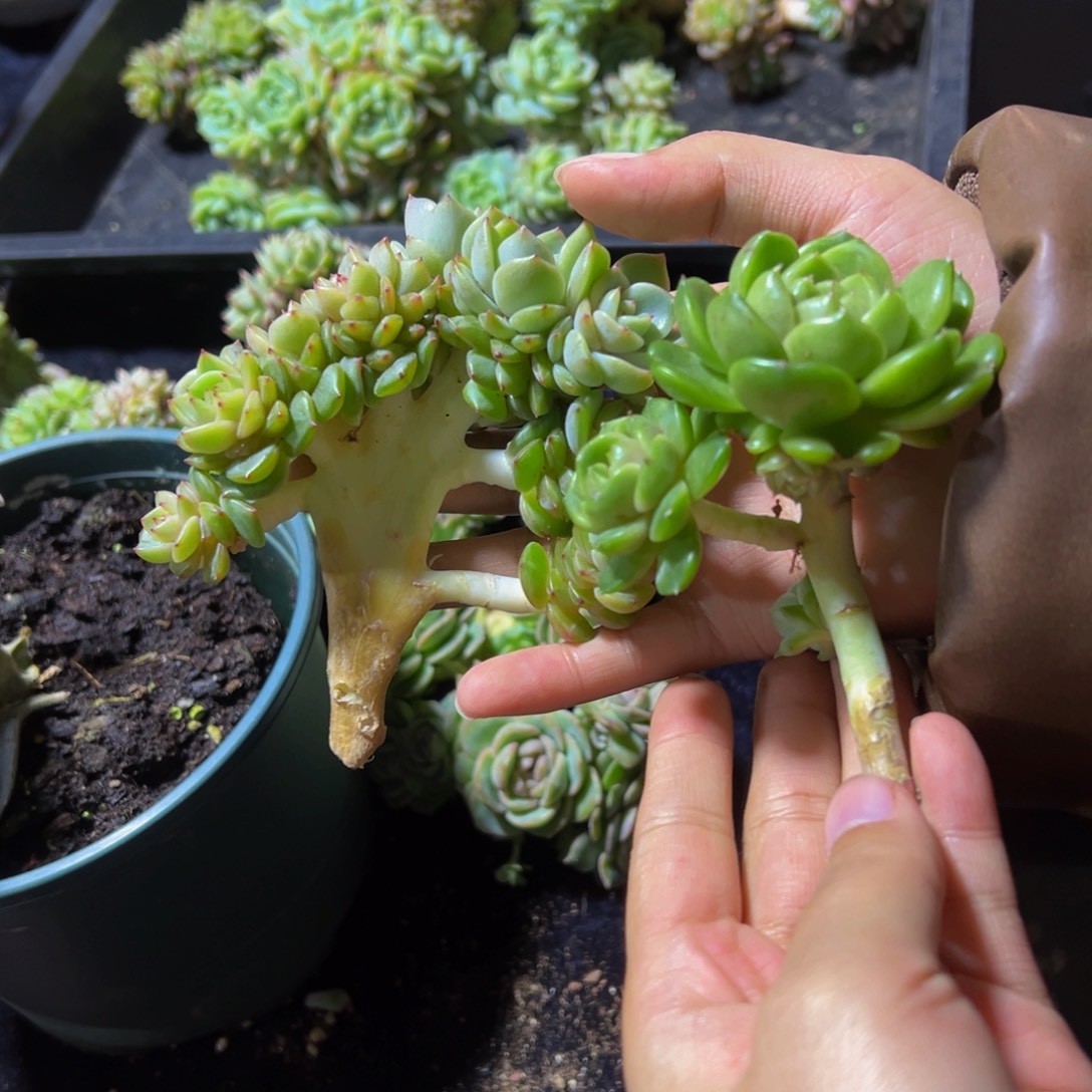 桃***朵珍妮两颗天天开心