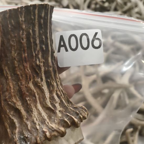 熊****鹿角鹿角鹿角鹿角鹿角