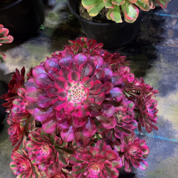 无花朵红铜白00000000