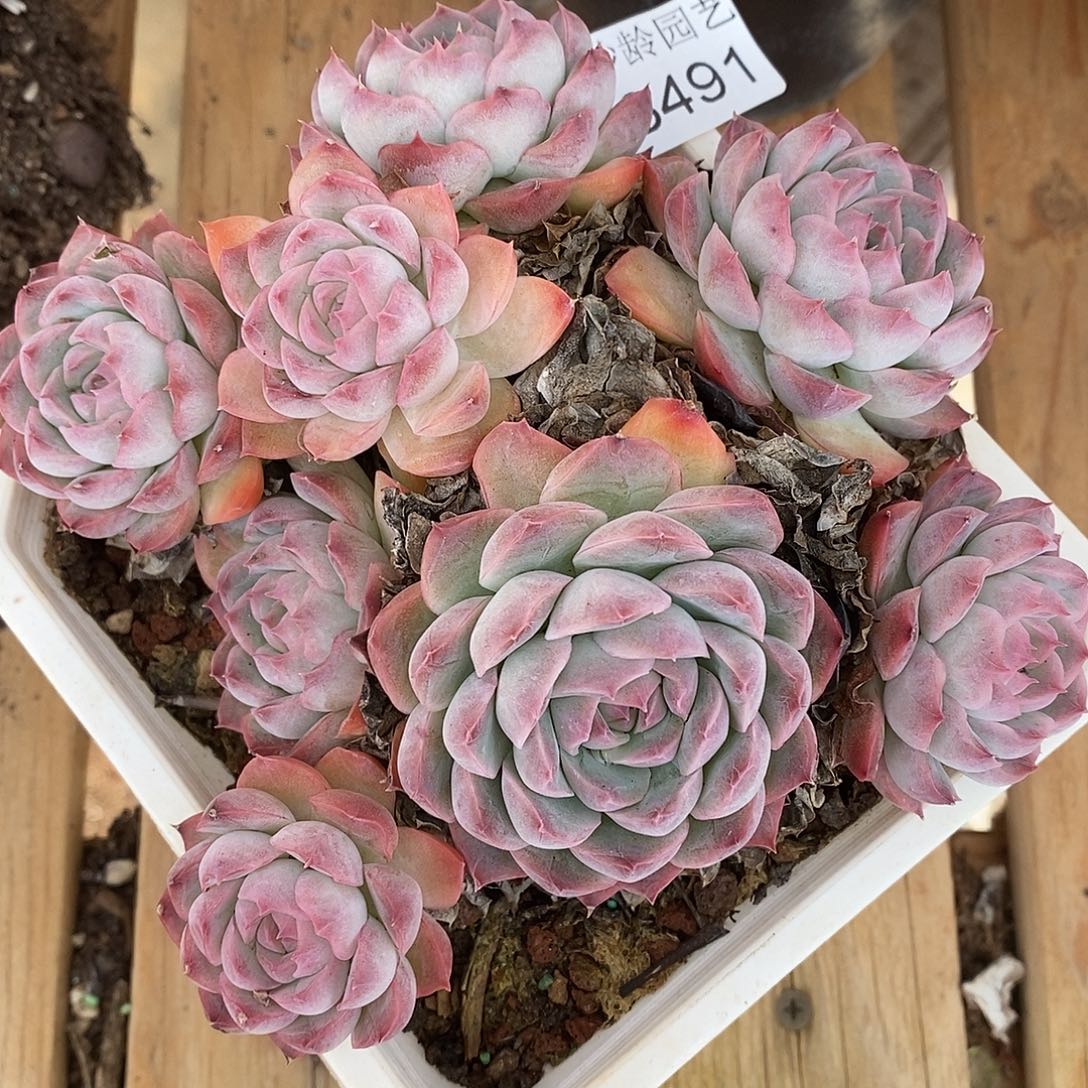 3491开播福利～14厘米