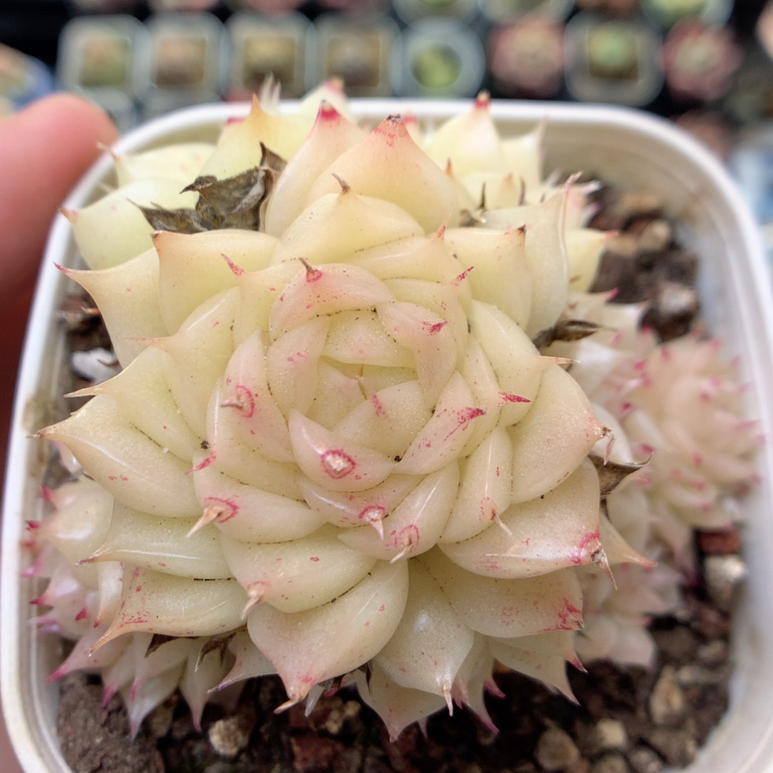 X16，20包邮两天凑单偏远不发货