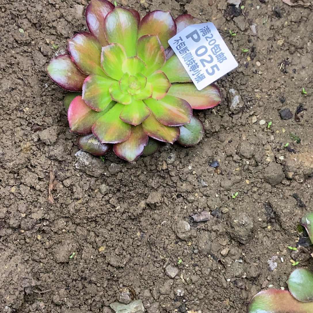 025韶羞七彩多肉法师锦