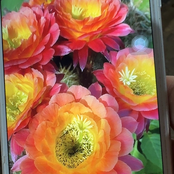 大满贯侧芽5公分左右毛花柱（20包邮）