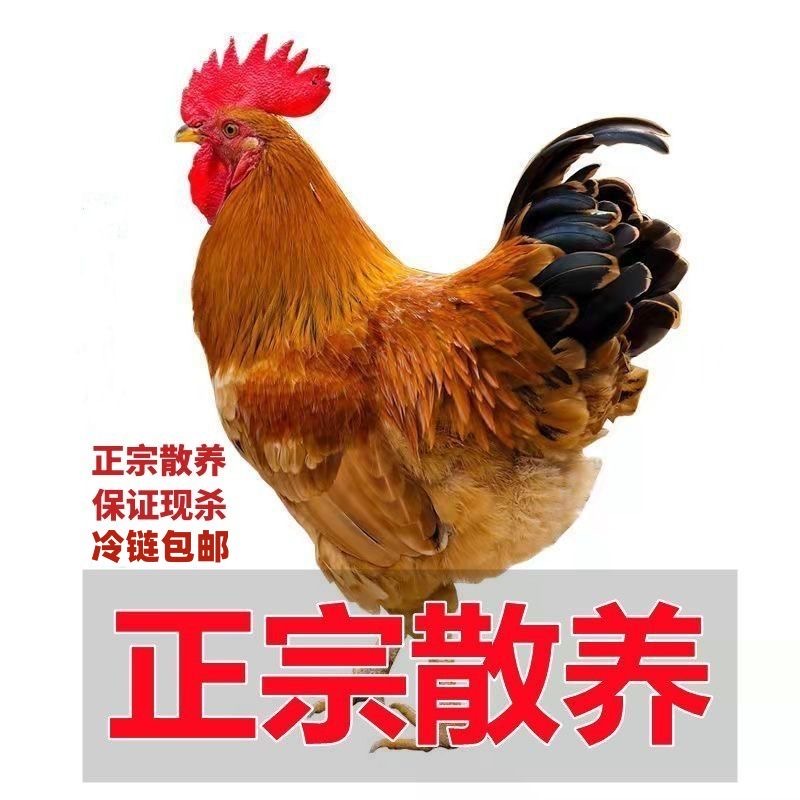 【3只大公鸡】杀完净重共9斤左右农村土鸡溜达鸡速冻冷链包邮