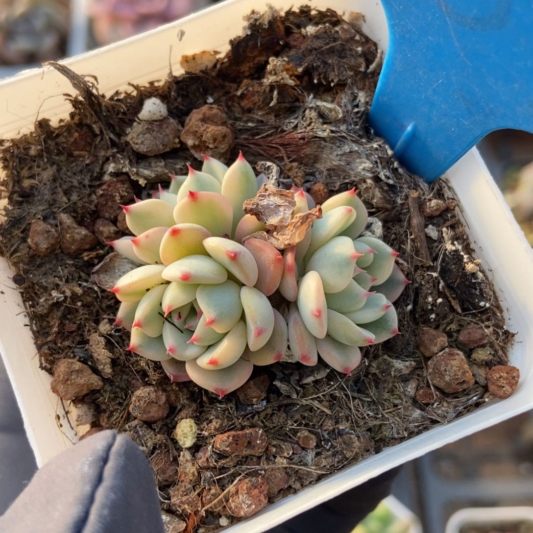 789忌廉锦多肉植物保护