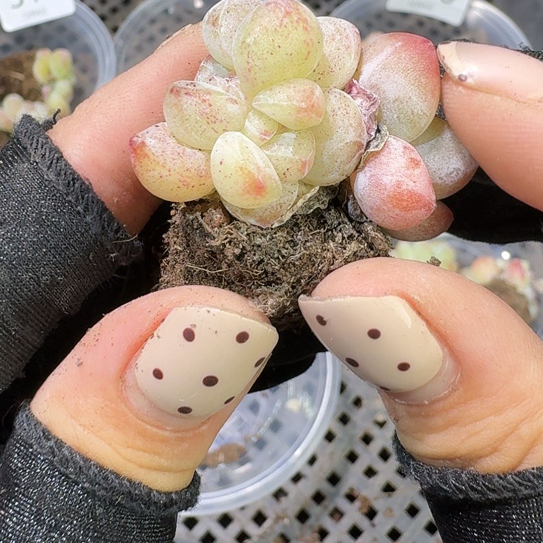 315 号到手1框一物一拍