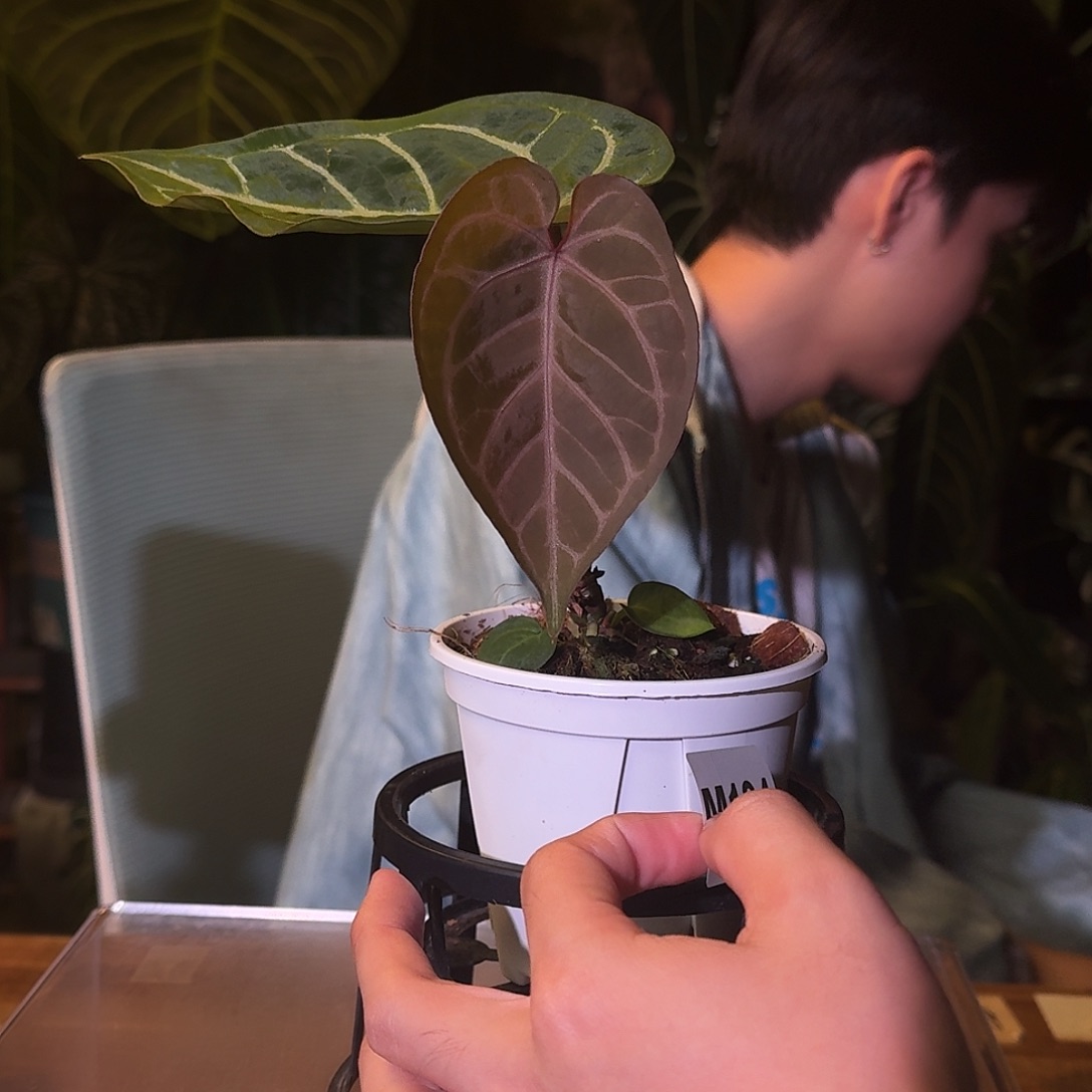 不开花植物M194粉脉水晶杂紫水晶