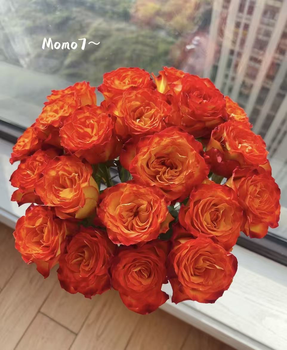 【狂想曲玫瑰】同一地址任意两单送配草，三单送花艺剪刀