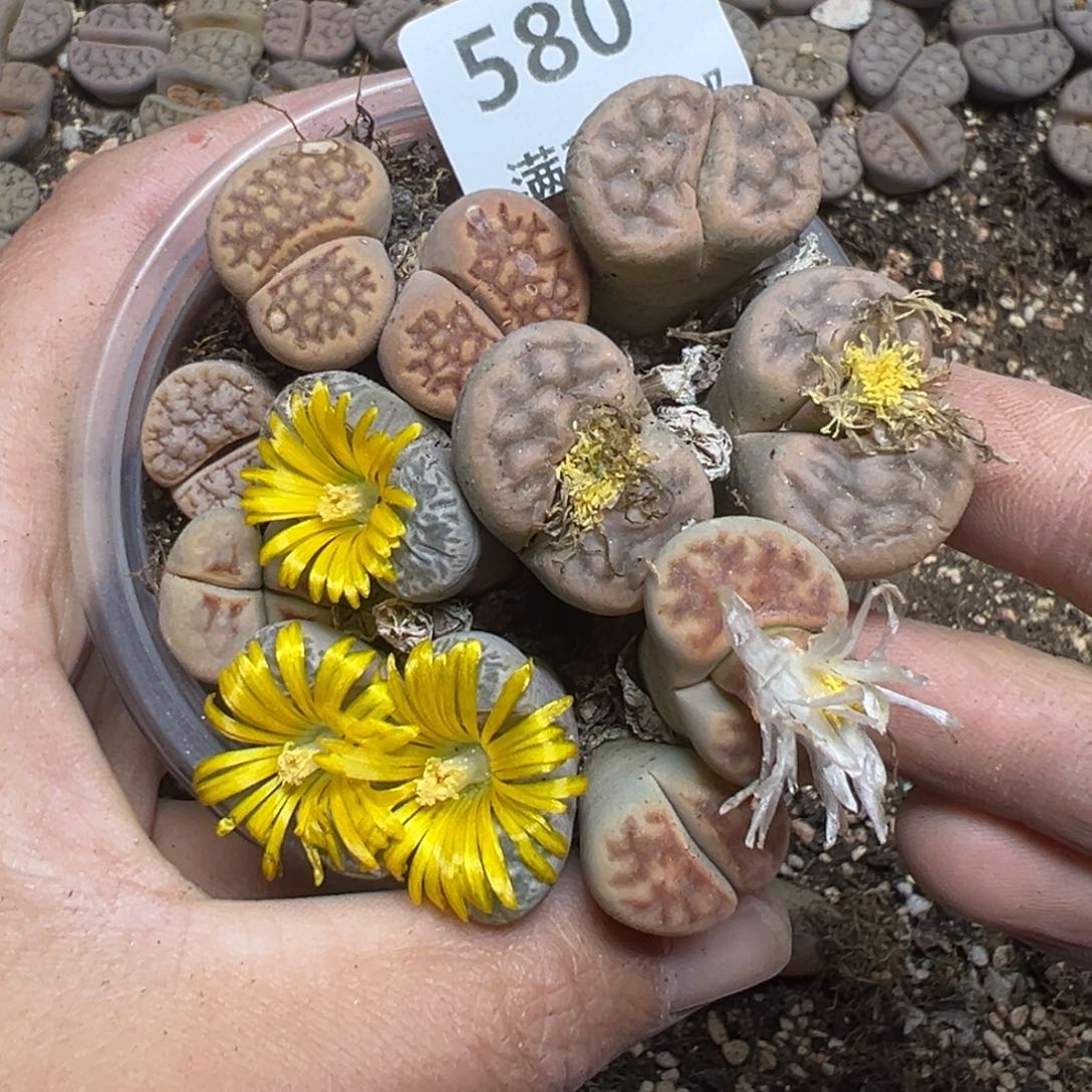 【闪购商品】580长腿