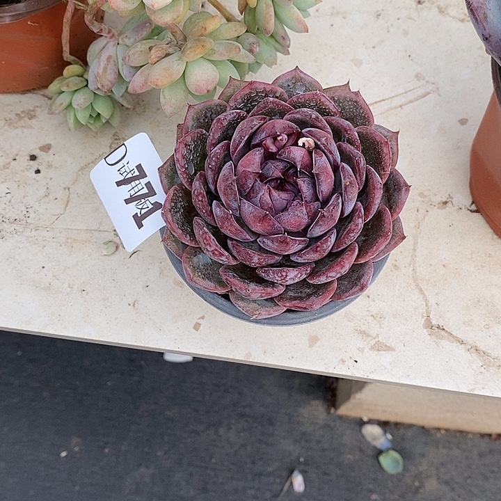 小****771黑橙多肉植物多肉