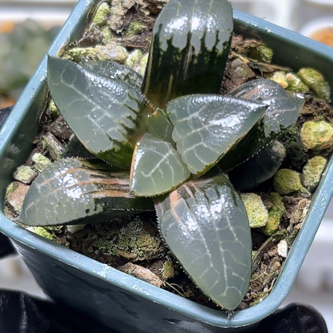 恭喜发财大吉大利0033