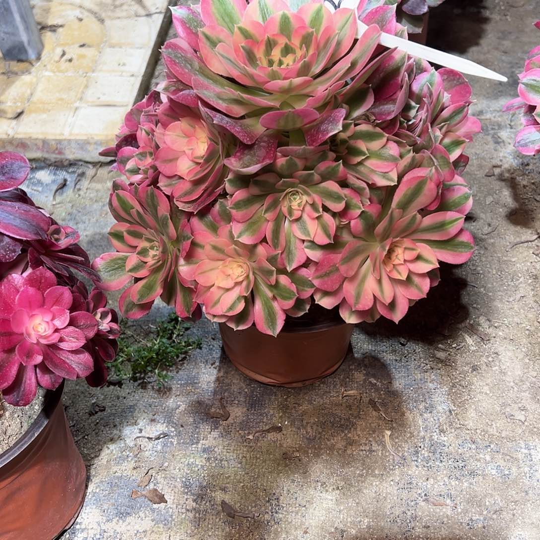 贺*192多肉000000000000