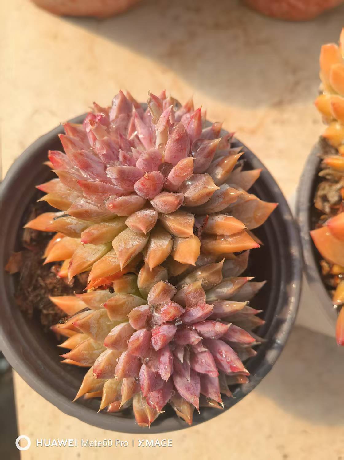 12月6日601-700云南大全多肉基地直发一物一拍满18包邮