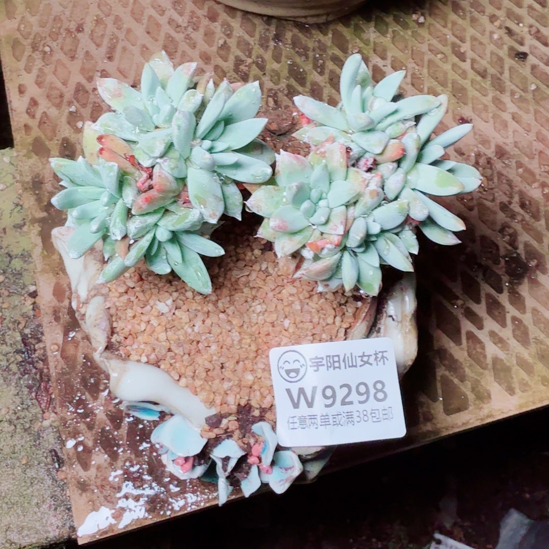 9298白雪仙女杯多肉