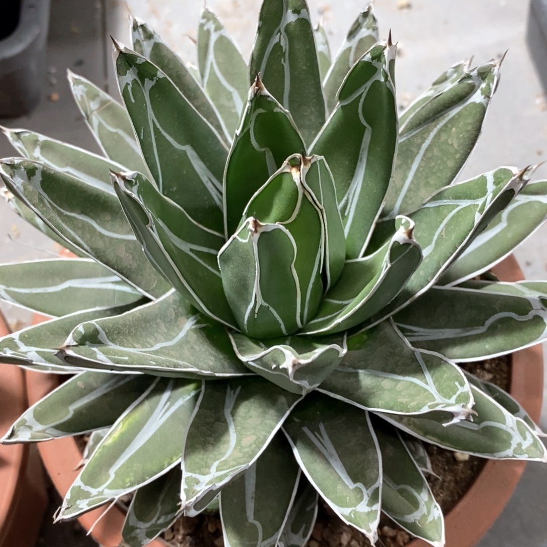 仙人球的世界里没有