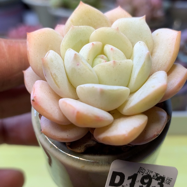 D193一物一拍带盆