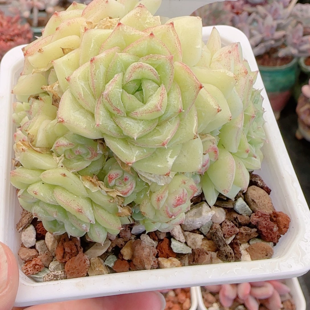 多肉植物8422……..！mmmm