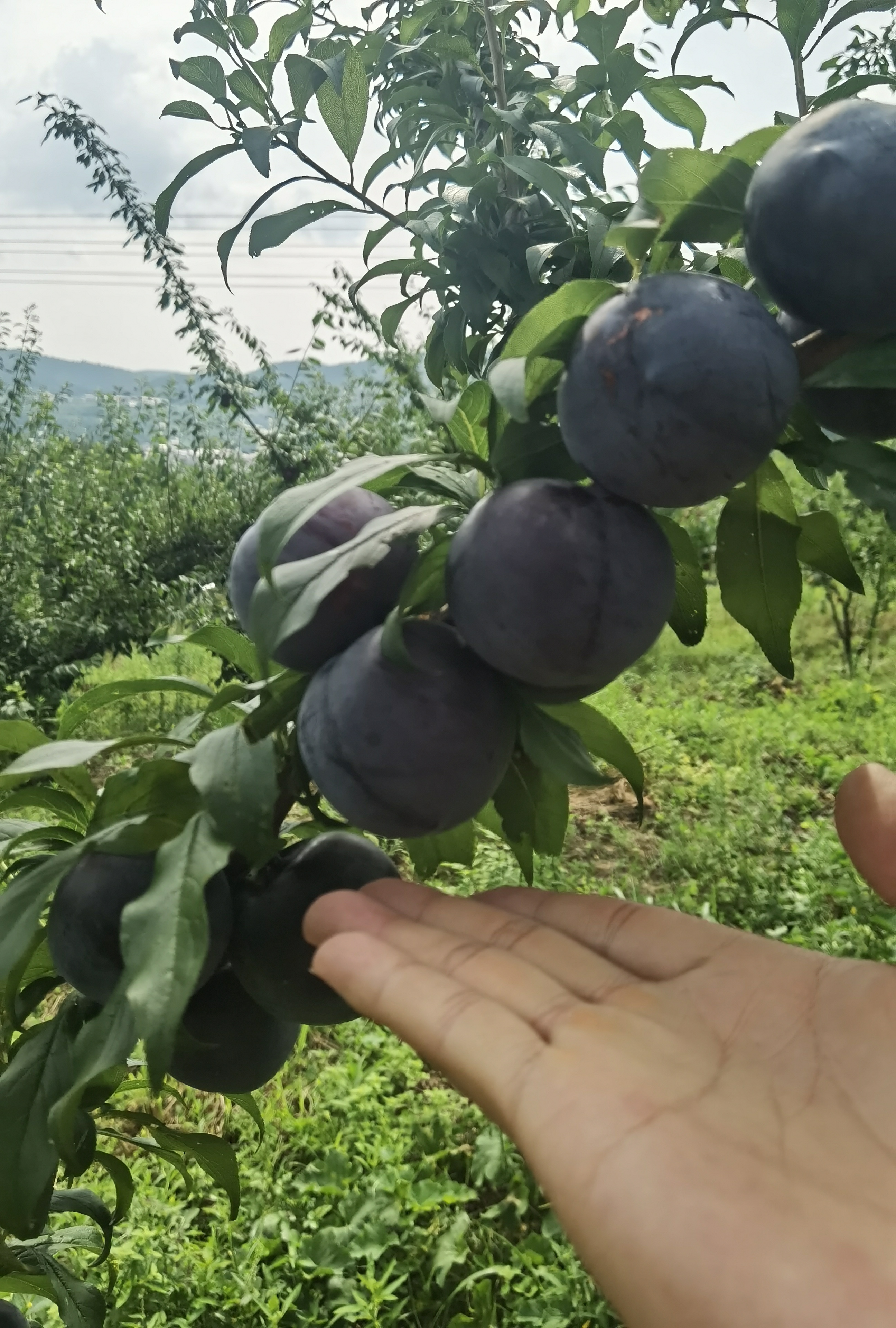 莲花太源村黑布李水果李子