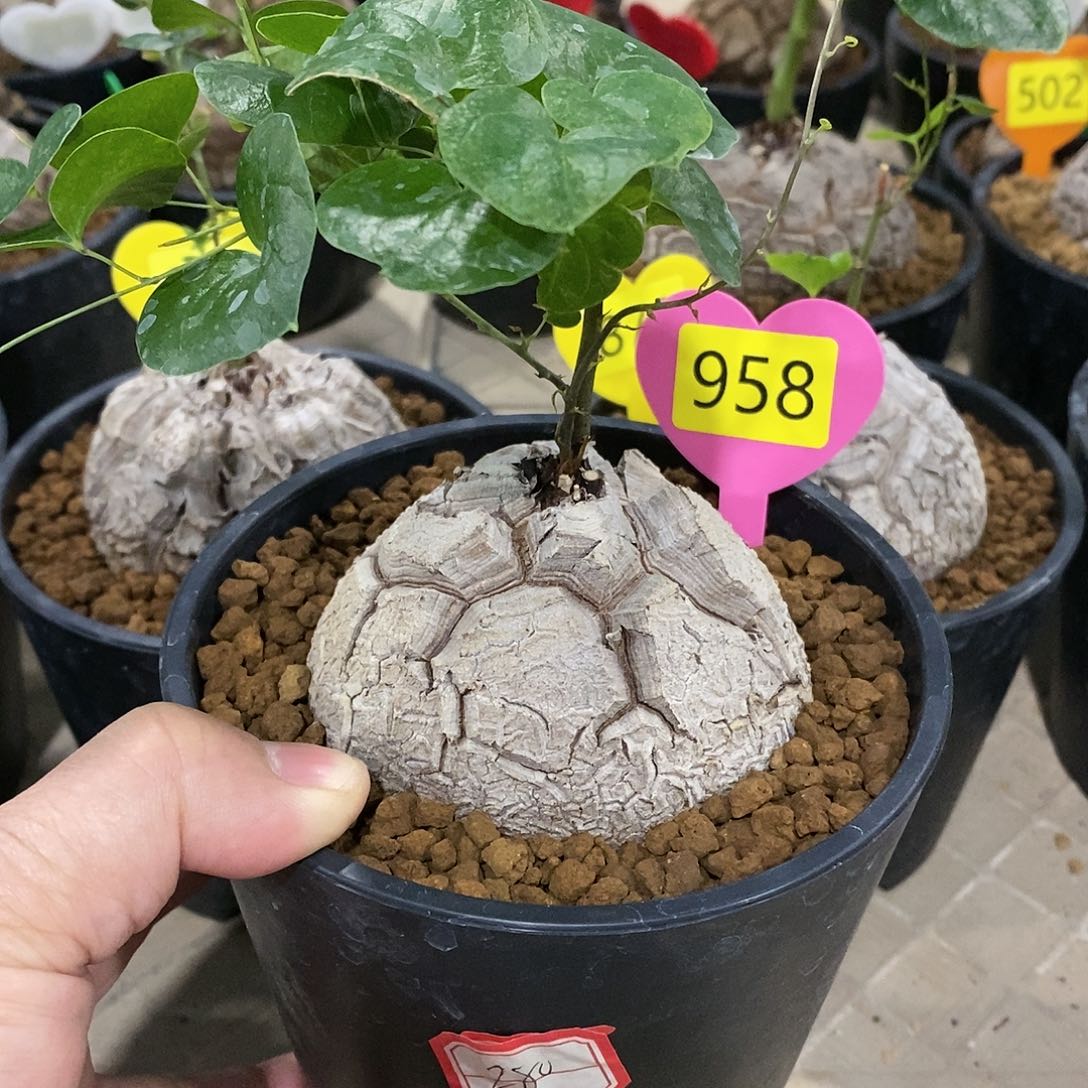 南非龟甲龙龟甲龙