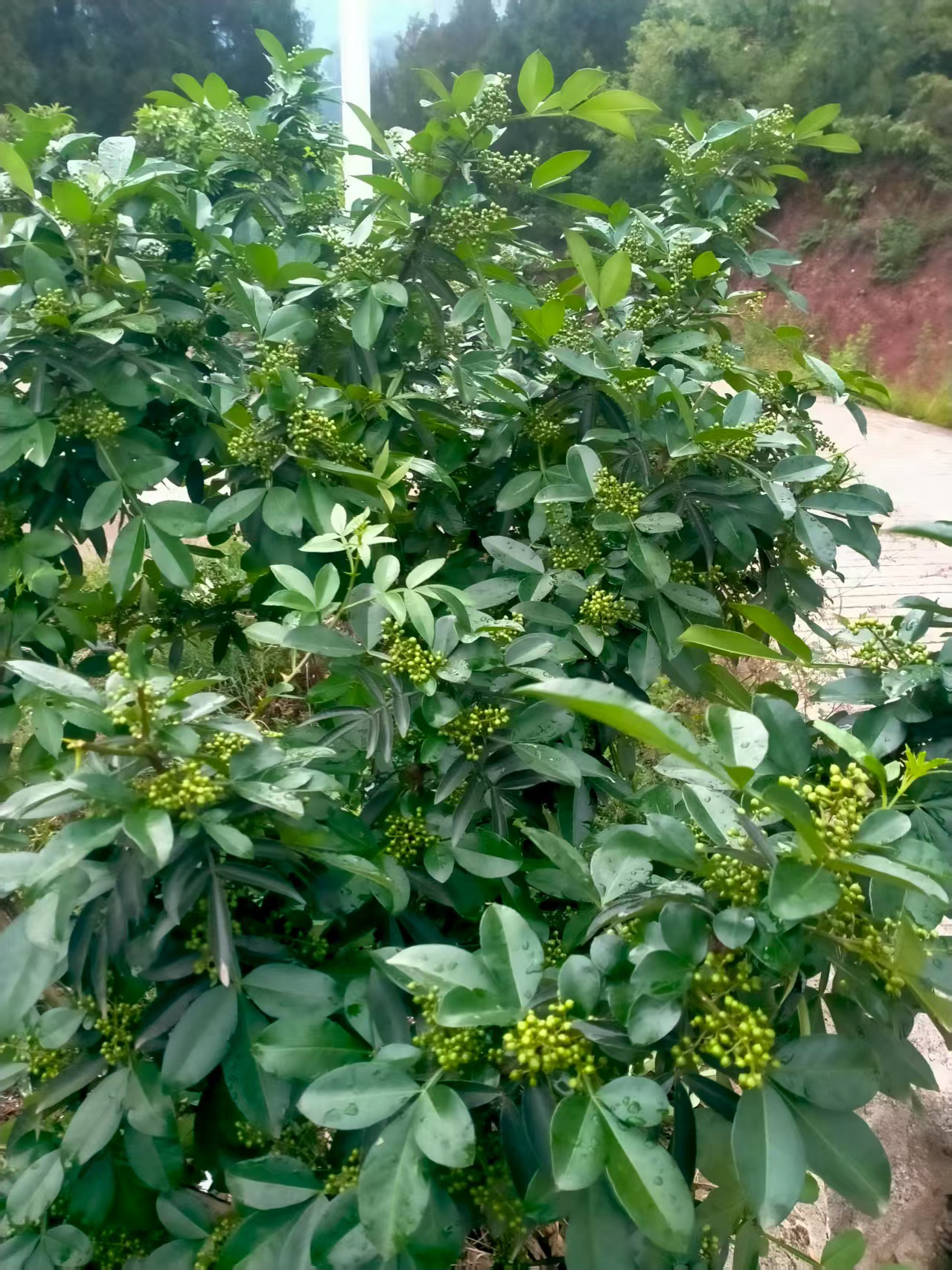 贵州习水程寨鲜青花椒