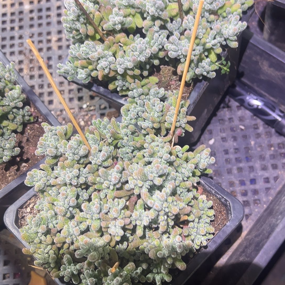 ****枝干冰晶大盆两个