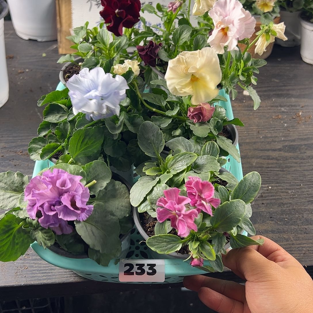 大部分花苞少量开放233号