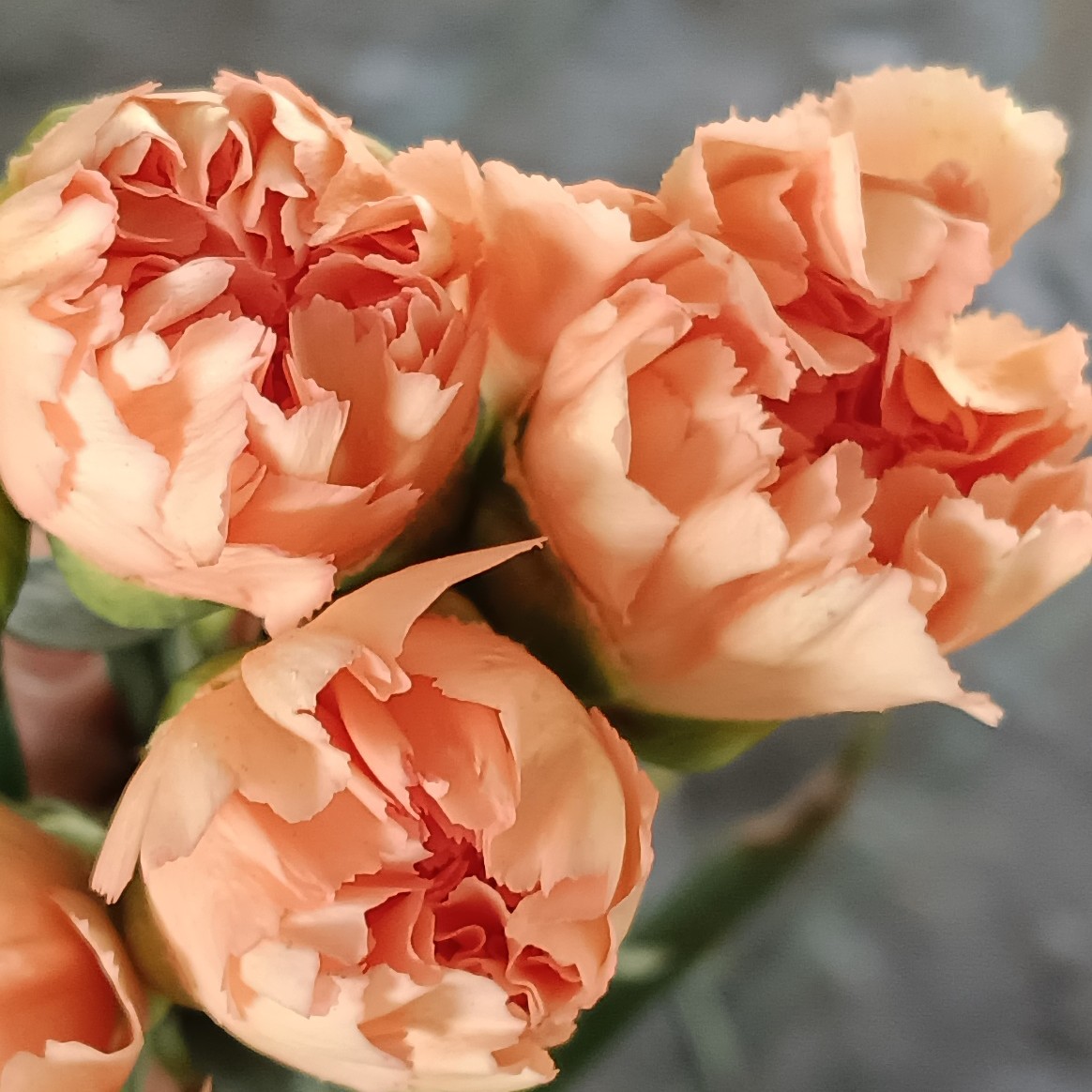 杏色果汁多头玫瑰高颜值花型超漂亮