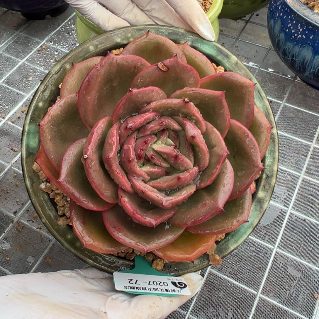 从前慢多肉精选编号0207.72