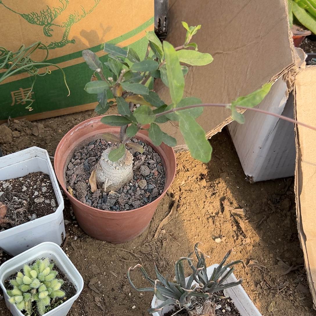 多肉植物火星人块根