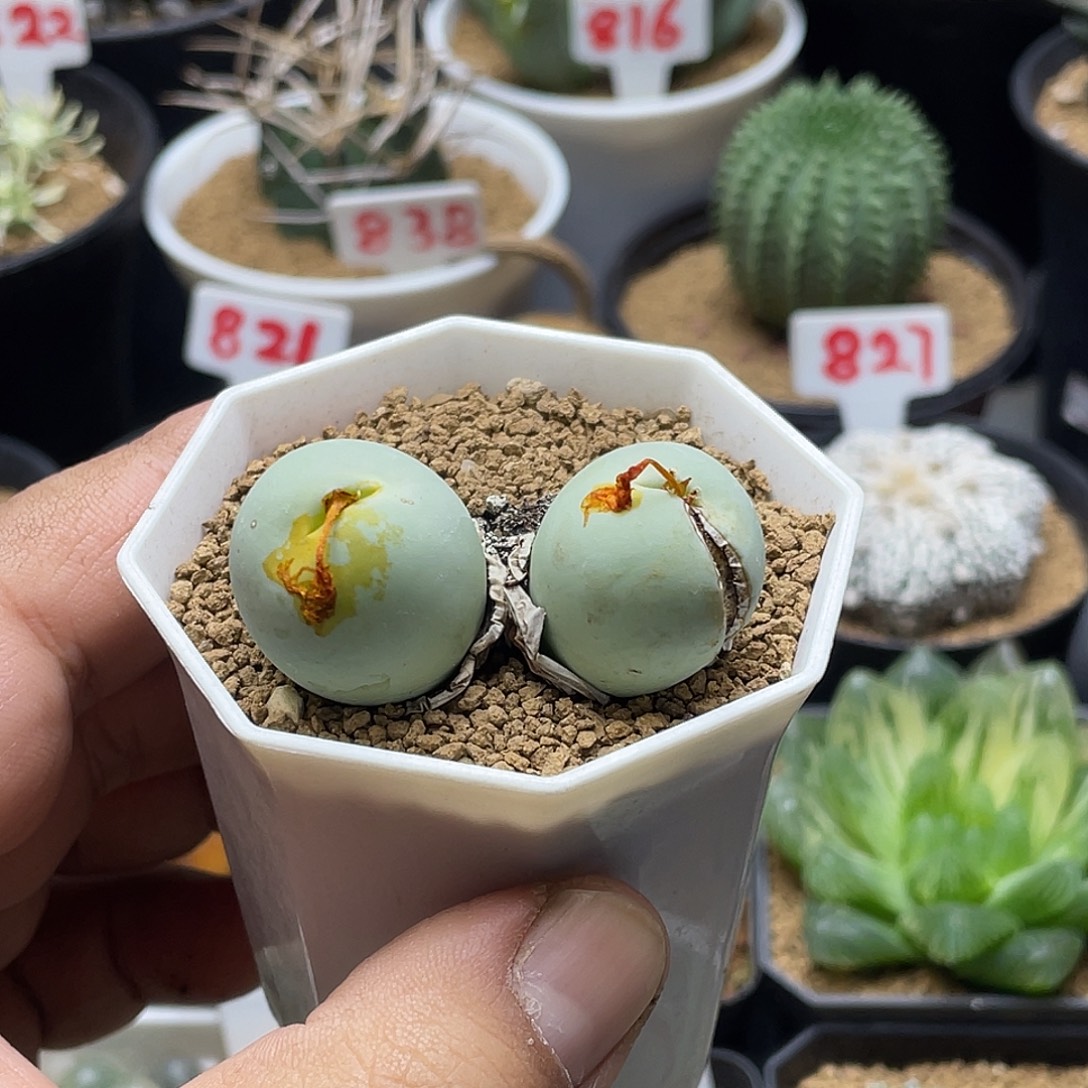 实生双头产地鸽子蛋