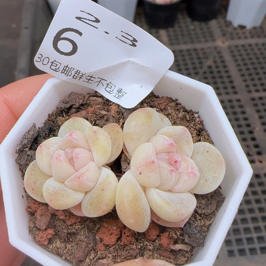 糖心冰玉单头一颗