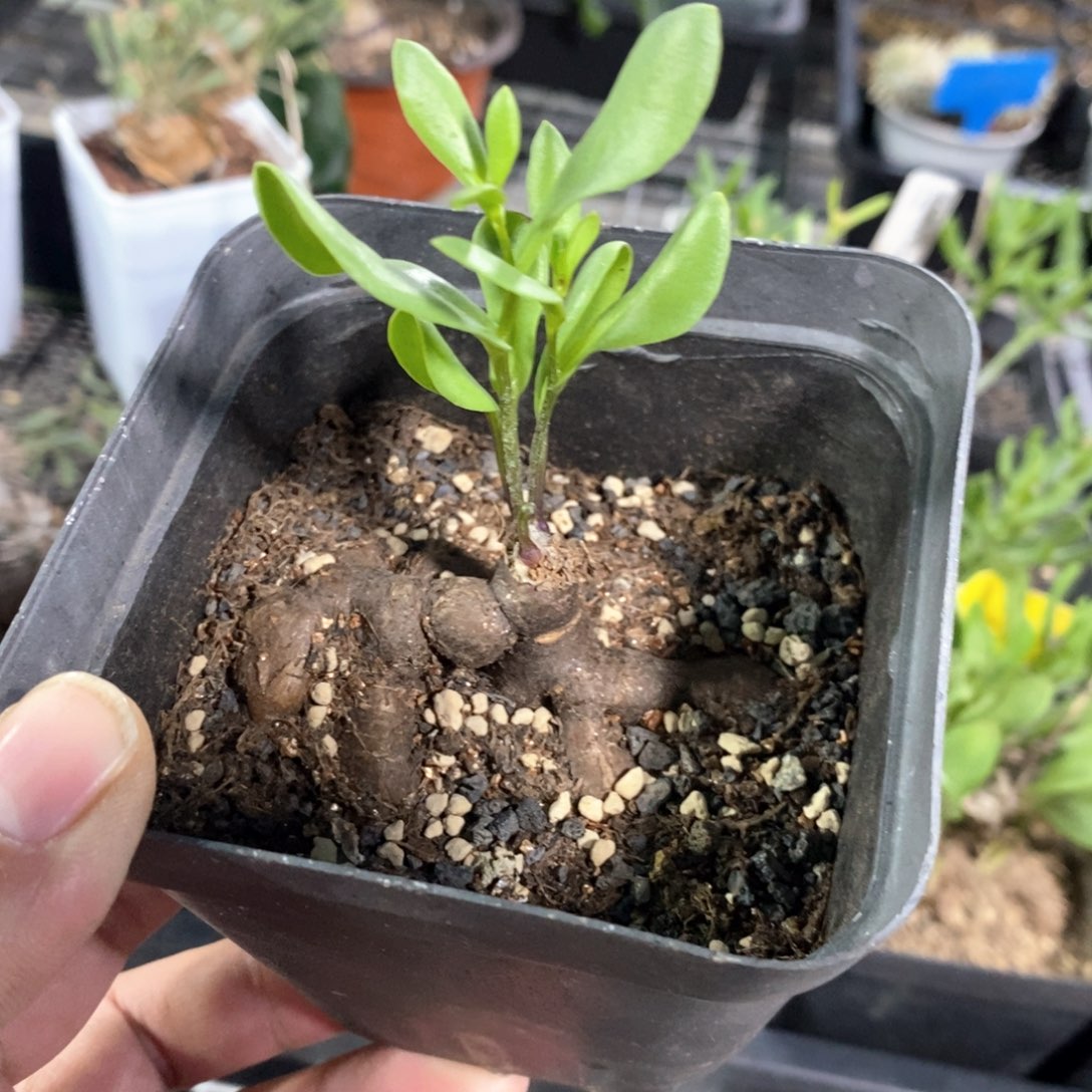 海星后墩菊多肉植物