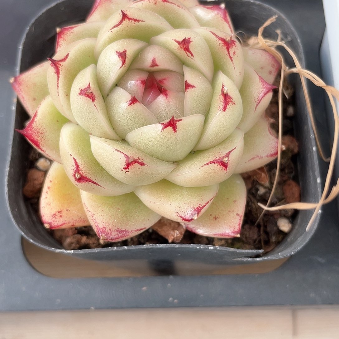 叶*优选麦秆福利1058