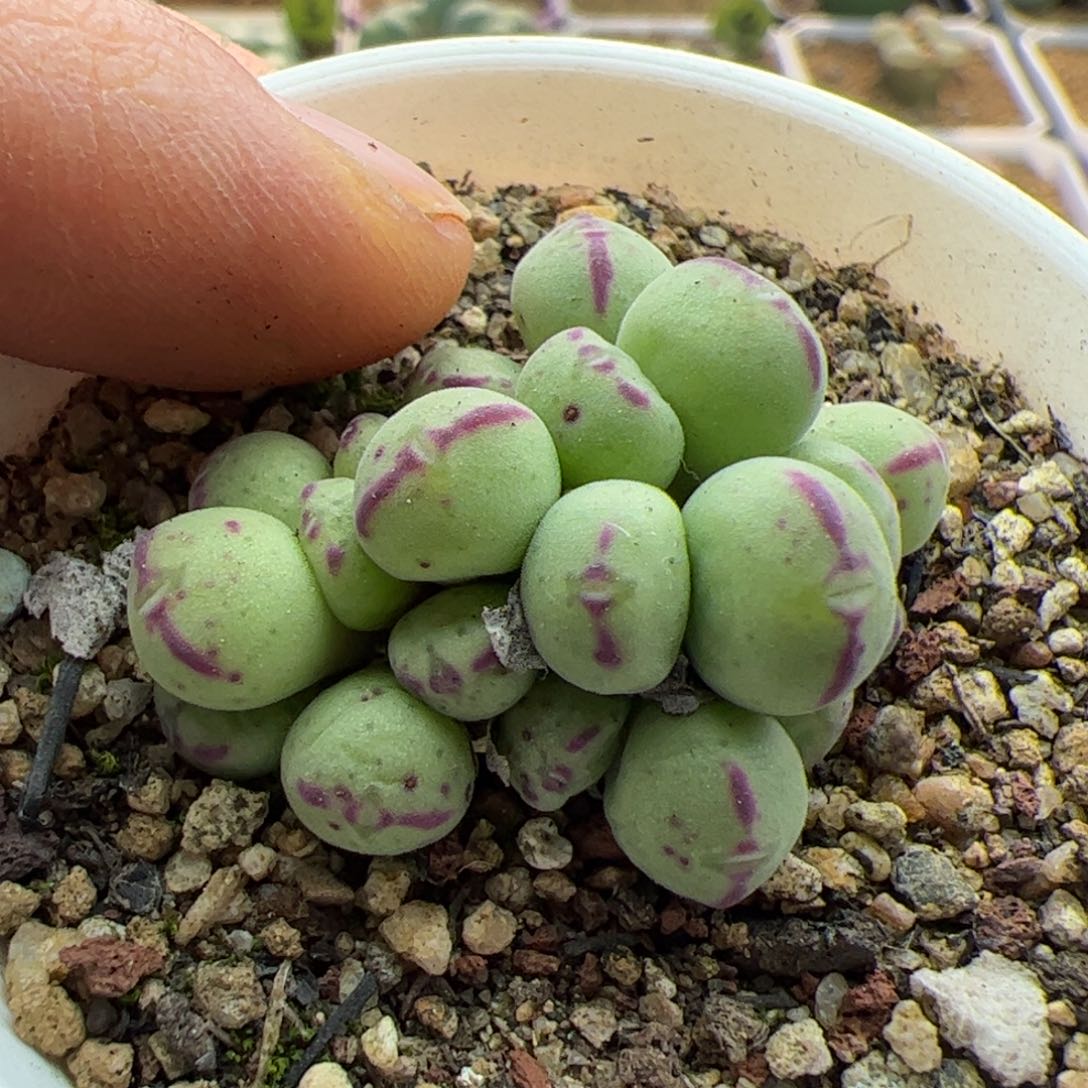 大家过年好22816