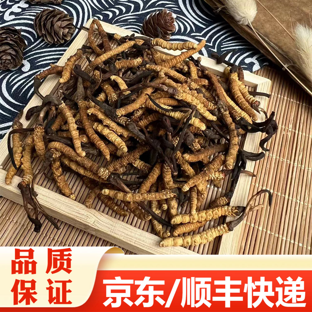 【精选】冬虫夏草（1.6K）新草