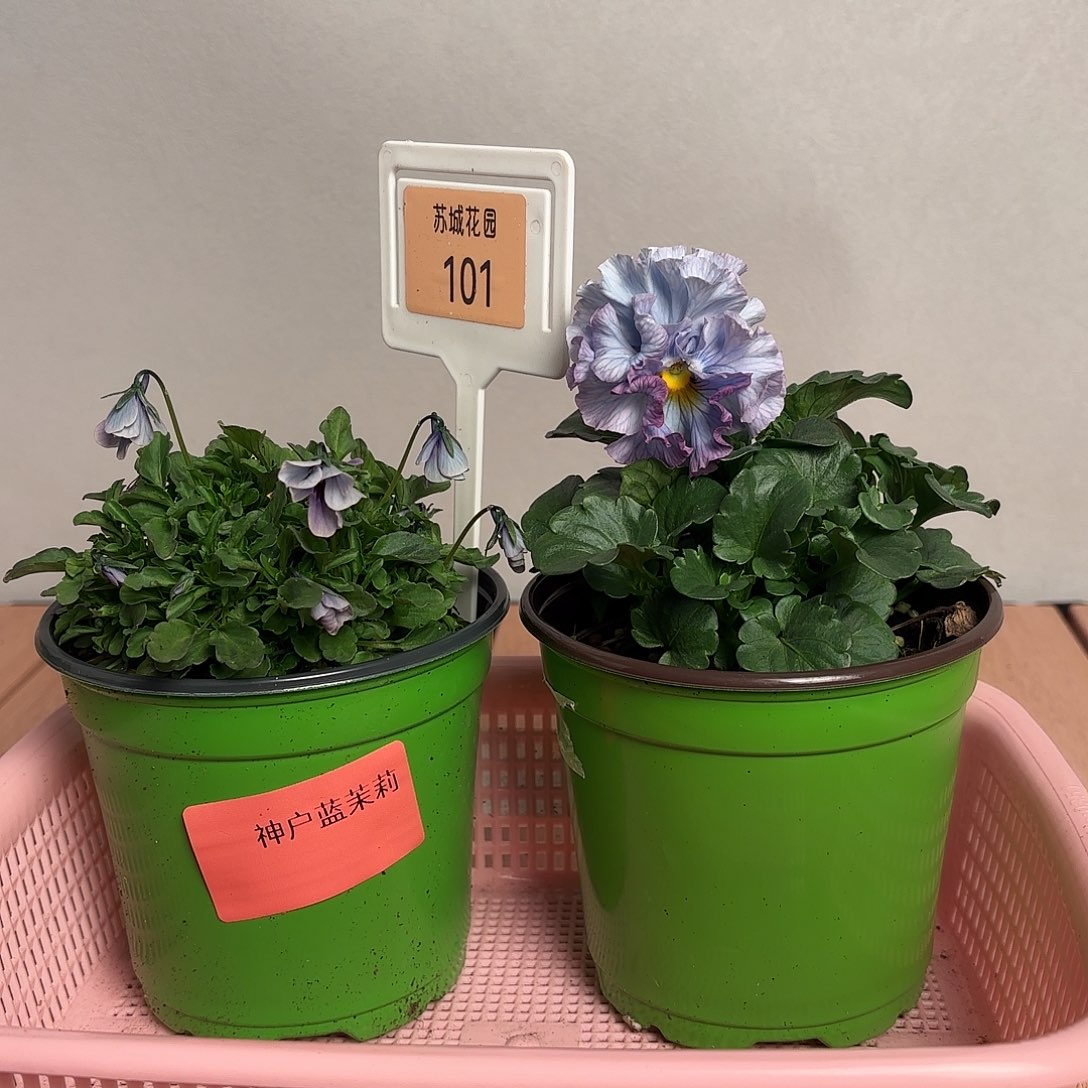 大部分开放少量花苞101