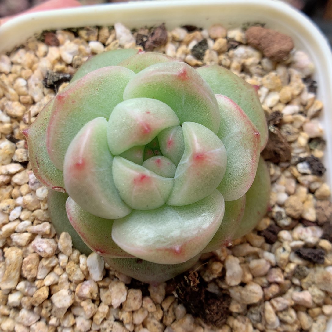 G142 ，柿子多肉20包邮两天凑单