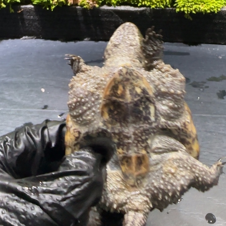 大***杀宠物龟母不分公母