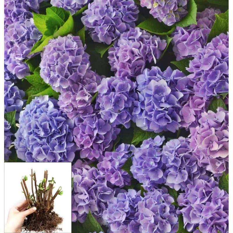 无尽夏（变色系列）