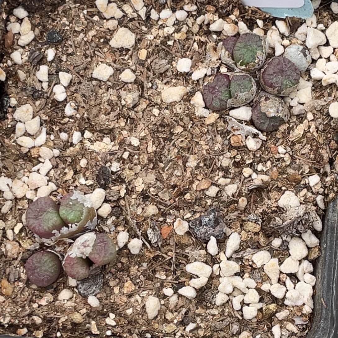 3-133铜壶多肉植物